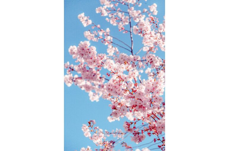 燕市美容室nico Hair Beauty 桜のシーズン 春カラーは当美容室で 燕市で満足度の高い美容室を目指しご自宅でのヘアケアやヘア アレンジを掲載
